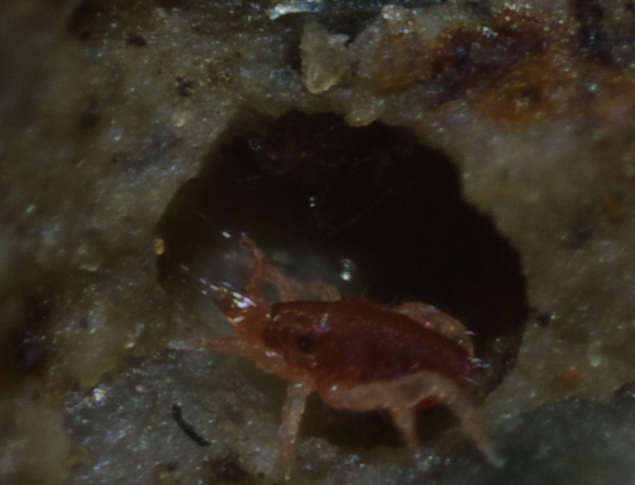 Piccoli acari della famiglia Bdellidae